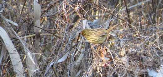 アオジ四季の森