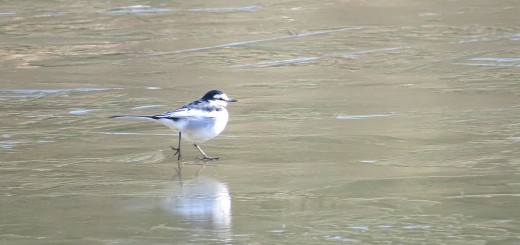 ハクセキレイ凍った池を歩く