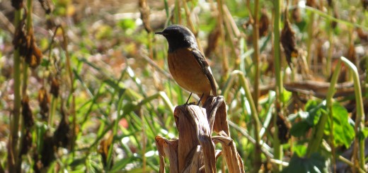 ジョウビタキ雄枯れ草の上