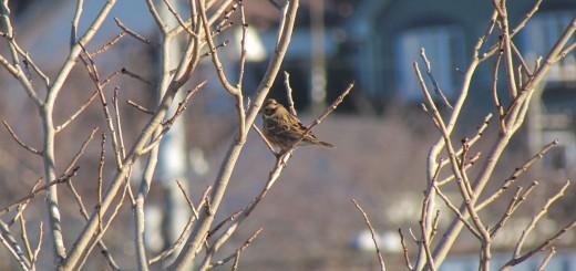カシラダカメイン