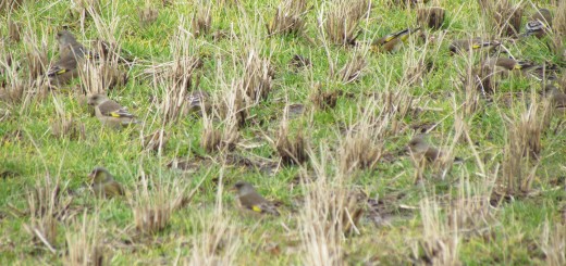 カワラヒワ最多