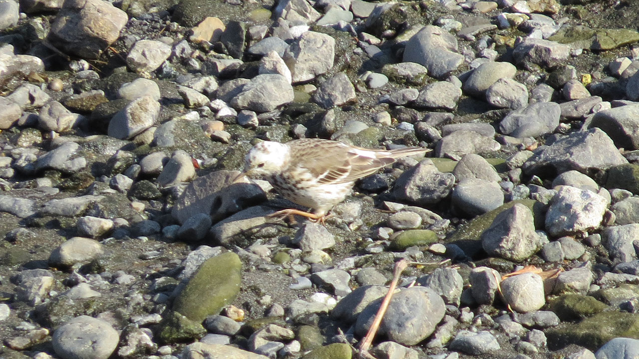 ビンズイ顔白い歩く左向き