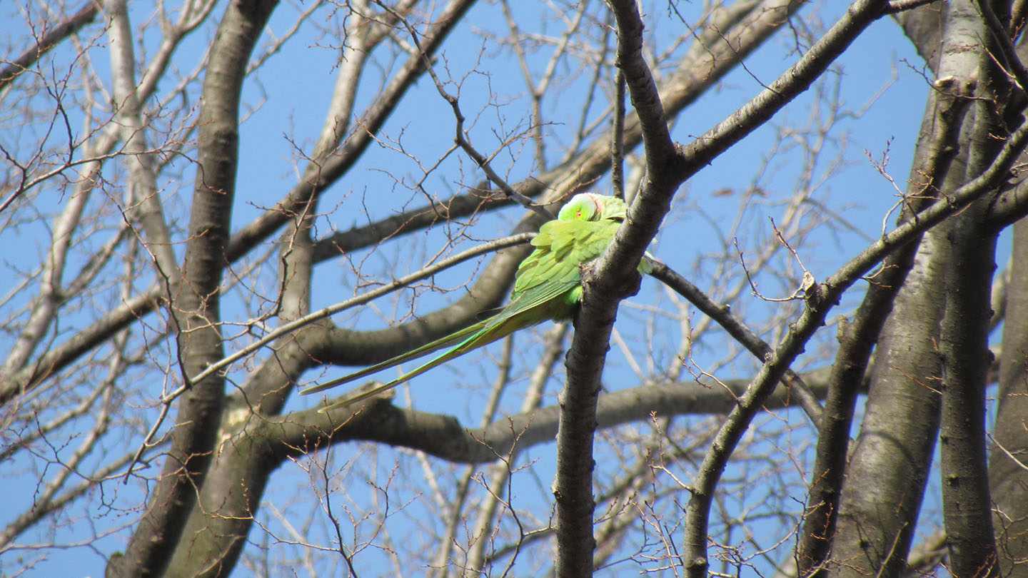 ワカケホンセイインコ寝てる