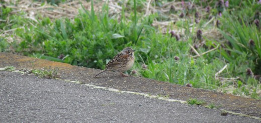 ホオアカ道路のふち