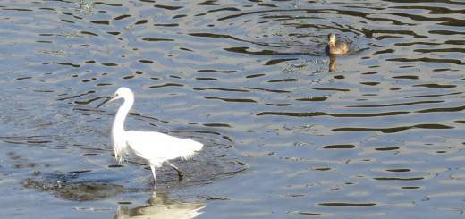 カイツブリ＆コサギ追いかけっこ？