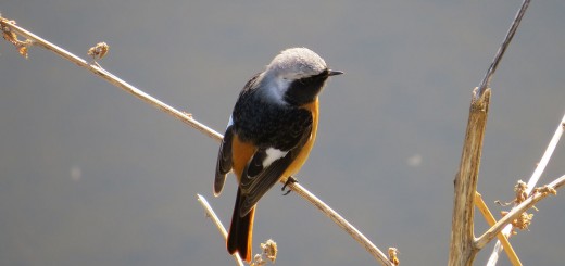 ジョウビタキ雄向こうを見る