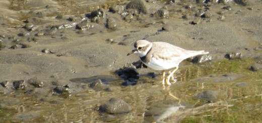 イカルチドリ横歩き