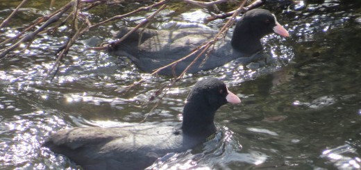 オオバン2羽泳ぎだす