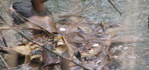 カイツブリ巣作り