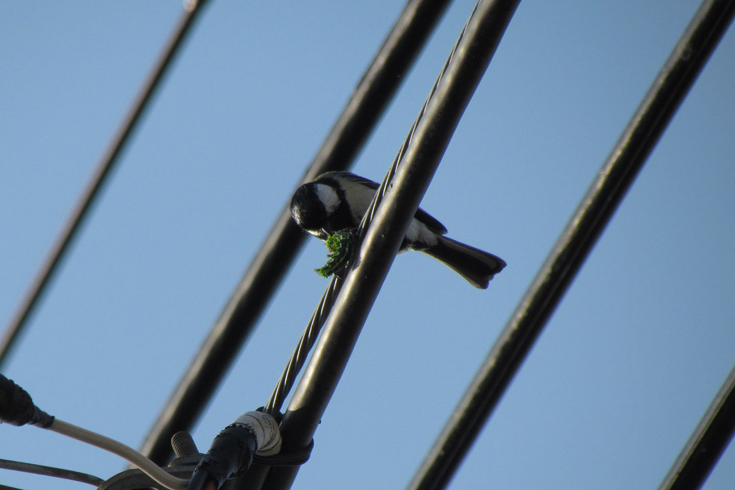 シジュウカラ料理中2