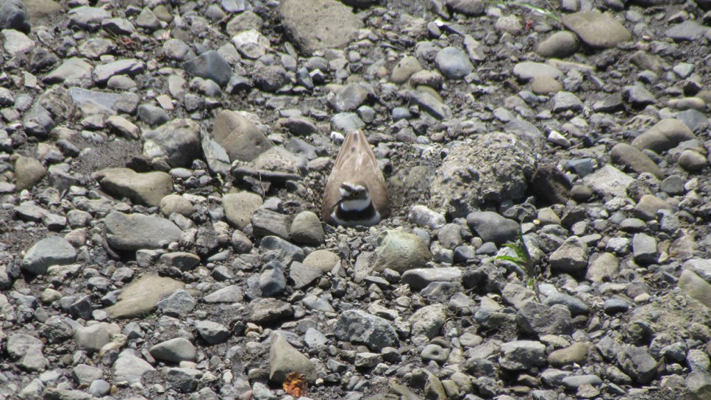 なぜ多くの物語が「むかしむかし」から始まるのでしょうか?