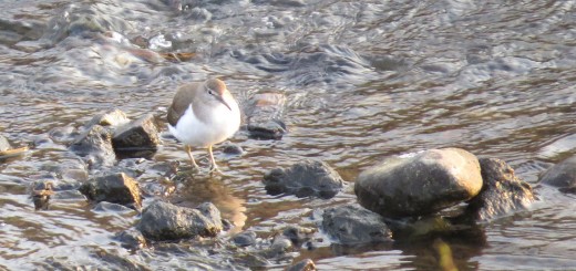 イソシギ斜め前
