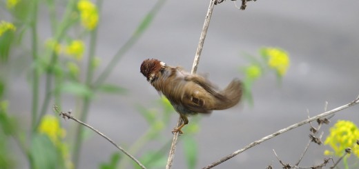 スズメぶるぶる