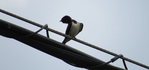 ツバメ電線の上きゃしゃ