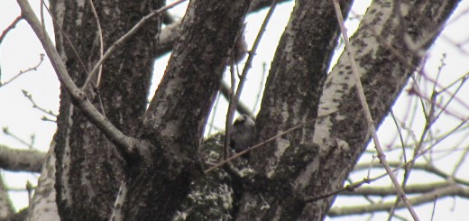 エナガの巣親がのぞく