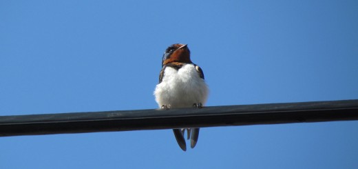 ツバメ若