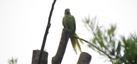 ワカケホンセイインコ雌