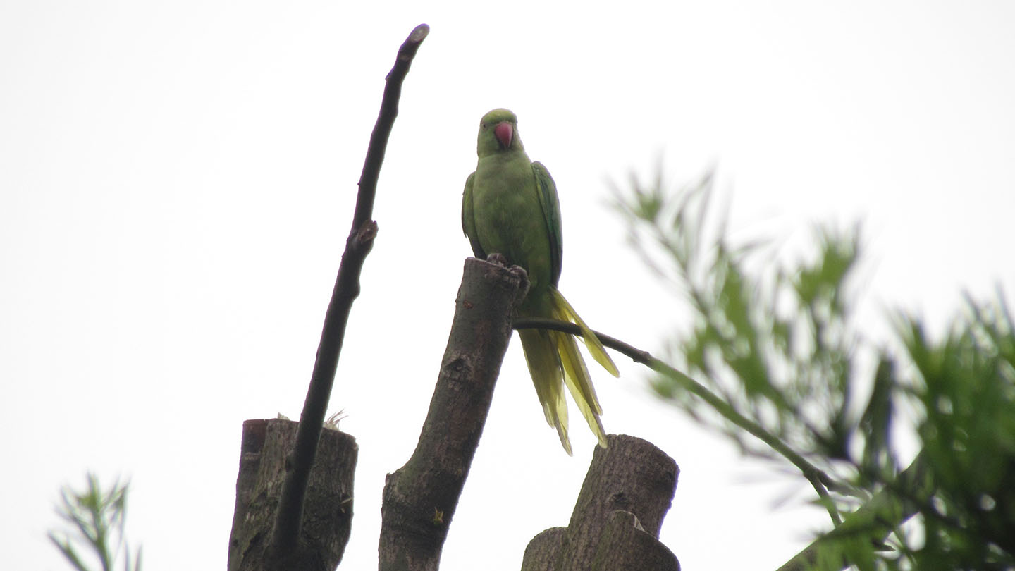 パラグアイで絶滅の危機に瀕している動物 - アオコンゴウインコまたはヒヤシンス (Anodorhynchus hyacinthinus)