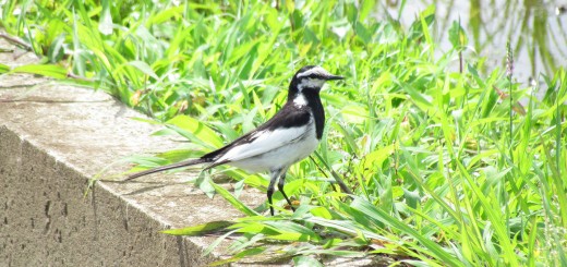 ハクセキレイ田んぼのへりに立つ