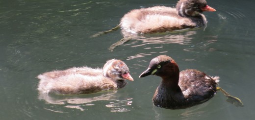 カイツブリ親と若鳥メイン