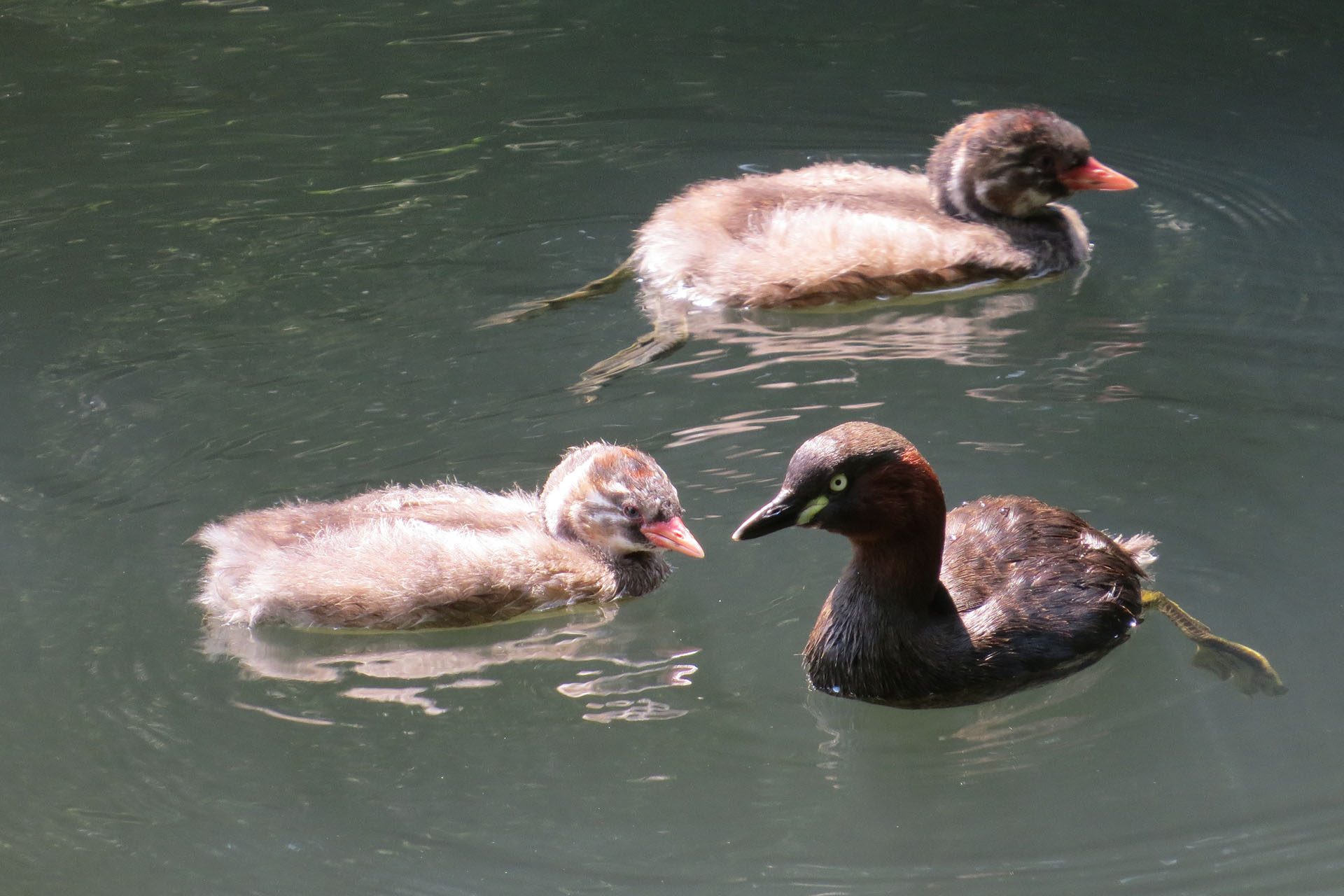 カイツブリ親と若鳥メイン