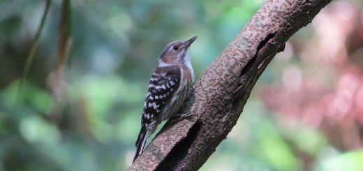 コゲラしゅっとする