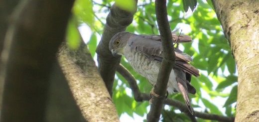 ツミ雄舌を見る