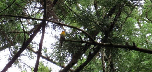 キビタキ証拠写真