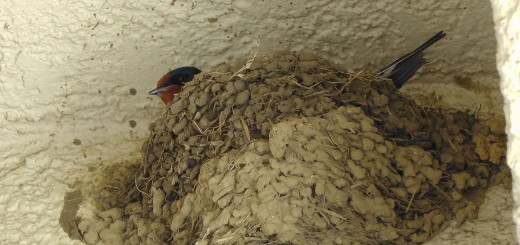 ツバメいつもの巣抱卵中