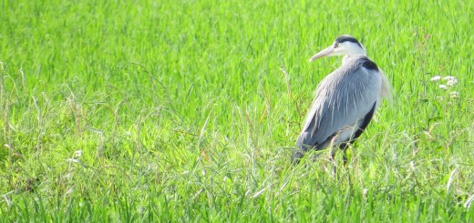 アオサギ振り返り