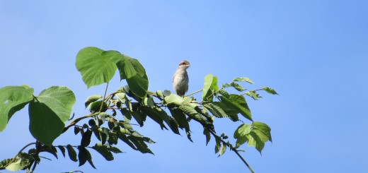 モズ若鳥メイン