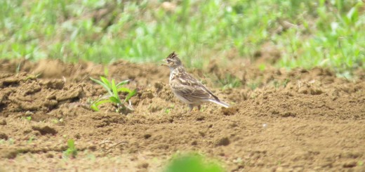 ヒバリ撮影管理人