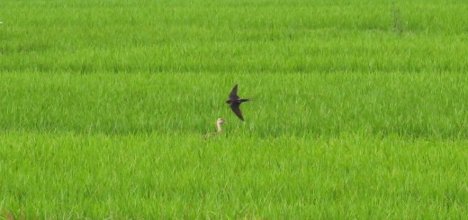 ツバメとカルガモ