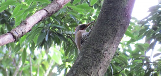 アオゲラメイン