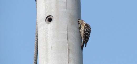 コゲラ電柱をのぞく