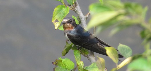 ツバメ若こちらを見る
