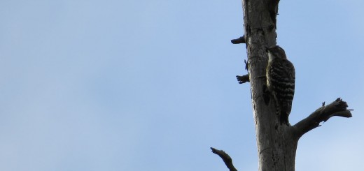 コゲラアイキャッチ