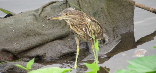 ホシゴイアイキャッチ