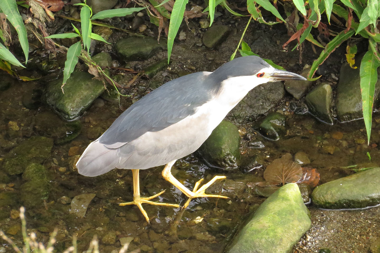 ゴイサギアイキャッチ