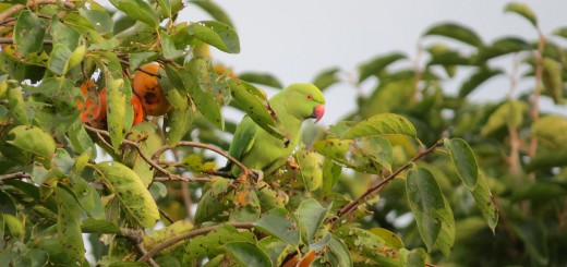 ワカケホンセイインコアイキャッチ