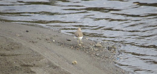 イソシギ後ろ姿