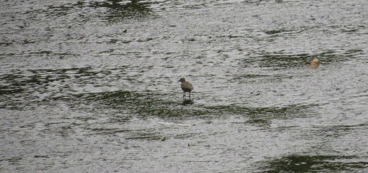 イソシギコR背中向き