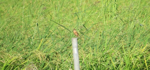 ノビタキアイキャッチ