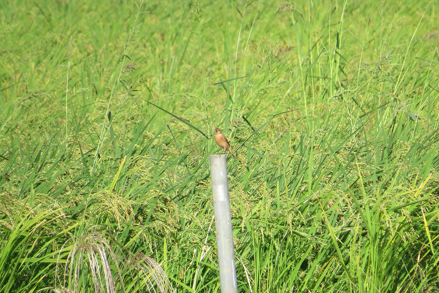 ノビタキアイキャッチ