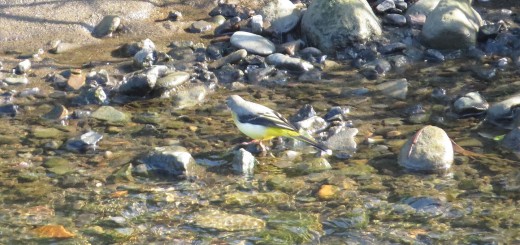 キセキレイ後ろ向き