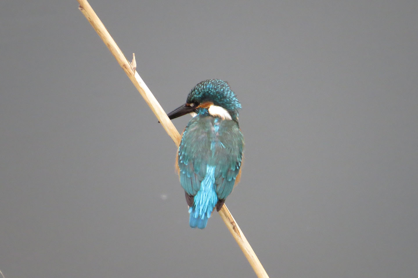 カワセミ左向き