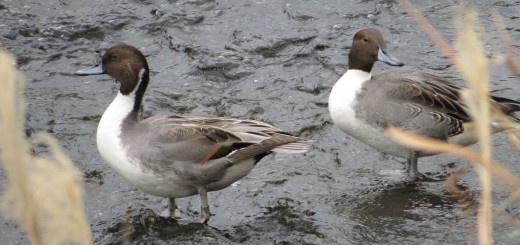 オナガガモ立ち風切羽