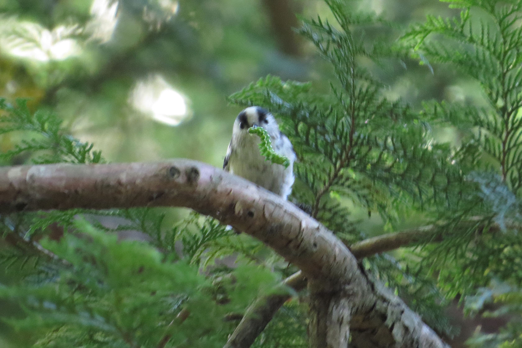 エナガ でかい青虫を食す みどりの鳥 横浜市北部 緑区周辺の野鳥紹介