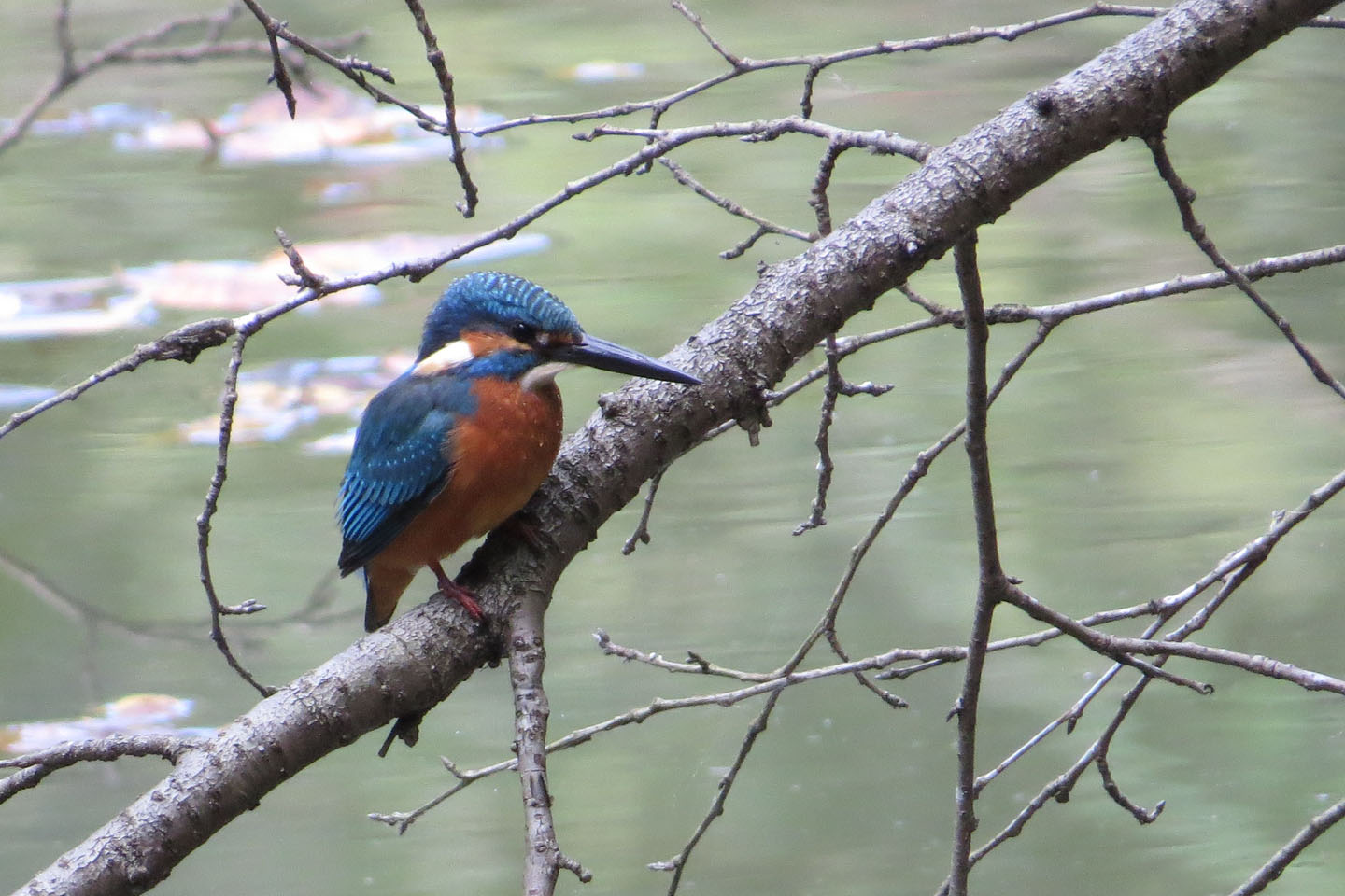 カワセミメイン