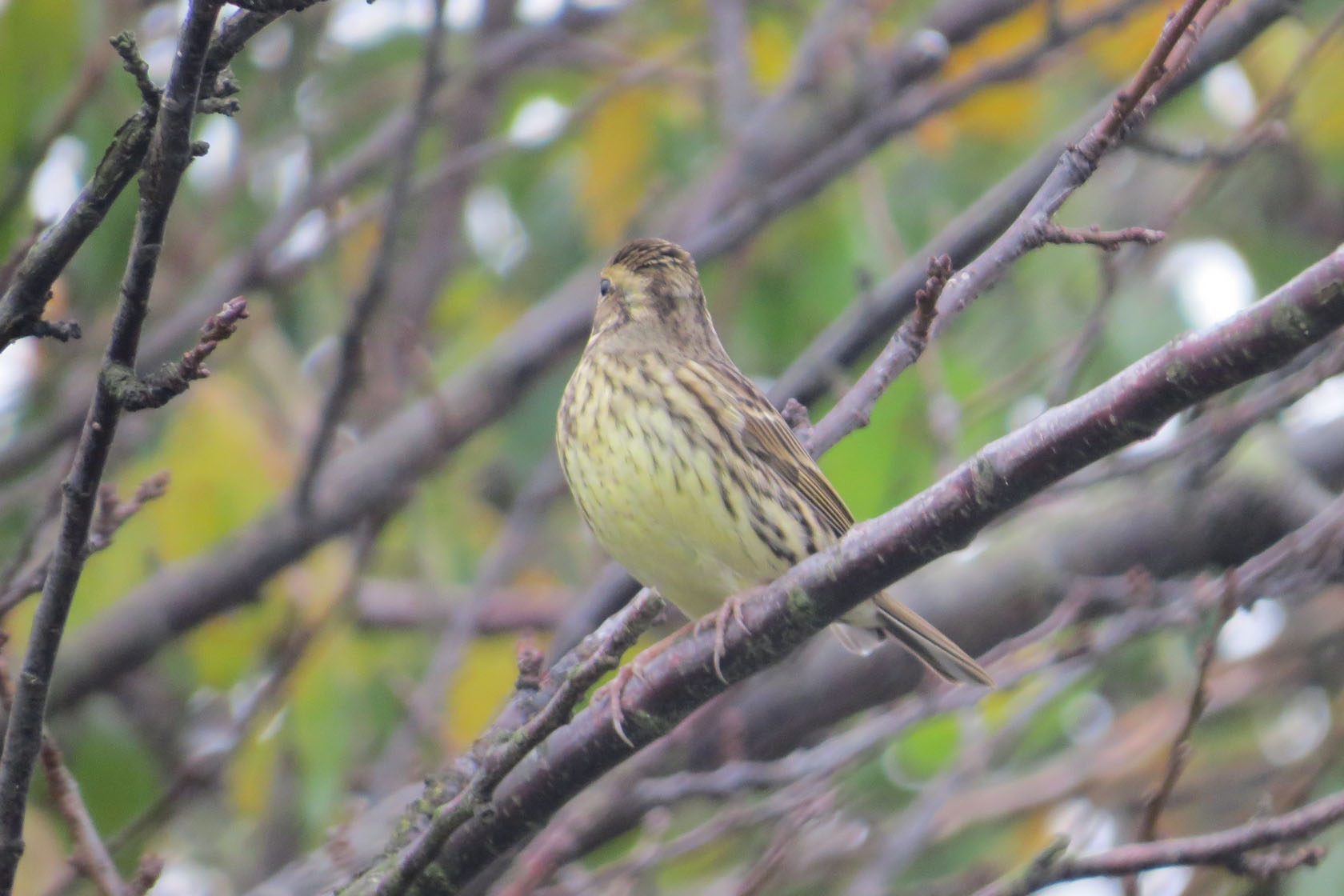 アオジ 黄緑色のお腹がよく分かる みどりの鳥 横浜市北部 緑区周辺の野鳥紹介